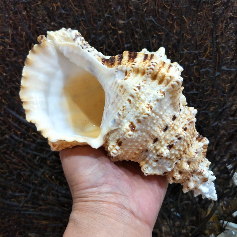 Marine Fish Tank - Tutufa bubo-coquille de grenouille, coquille naturelle