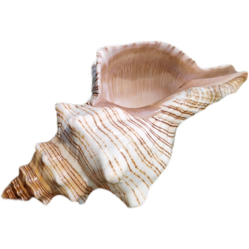 Ornement de coquillage de conq - Marine Fish Tank avis et prix