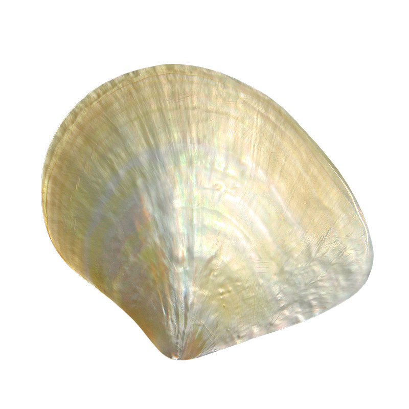 Collection de coquillages Beib - Marine Fish Tank avis et prix