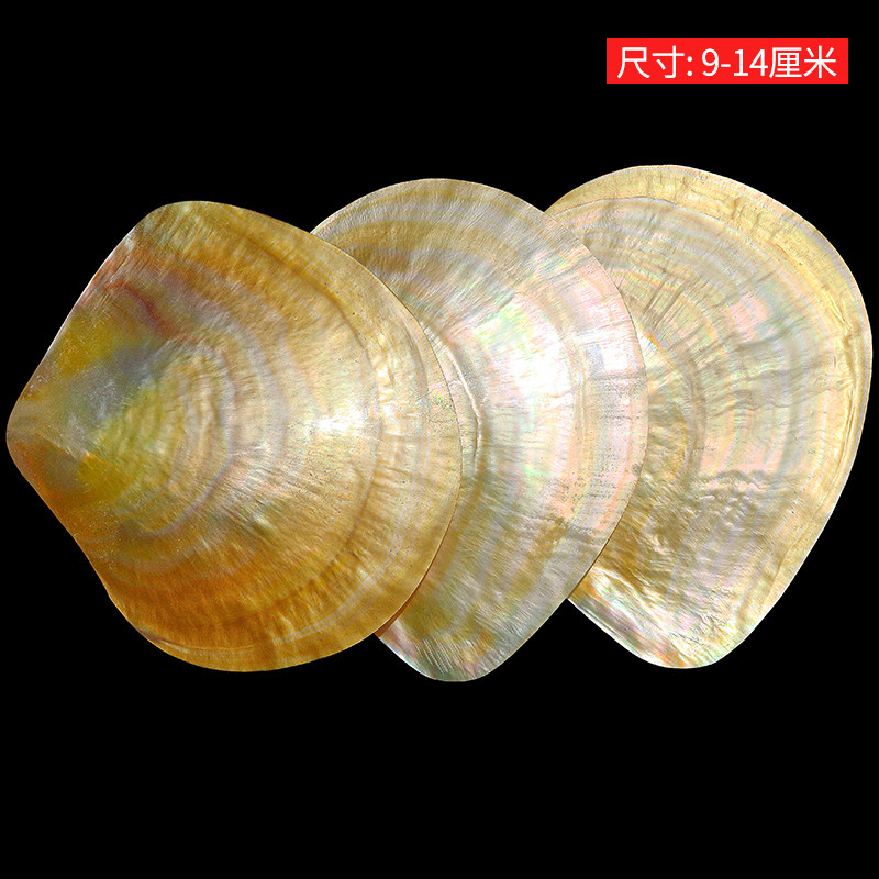 Collection de coquillages Beib - Marine Fish Tank avis et prix
