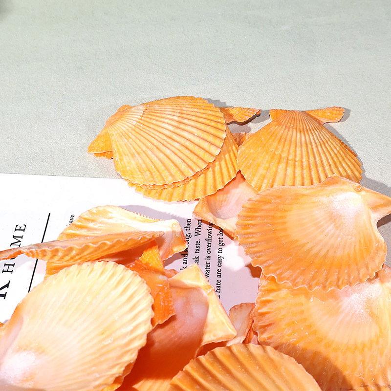 Meilleur coquille de pétoncle  - Marine Aquarium avis et prix