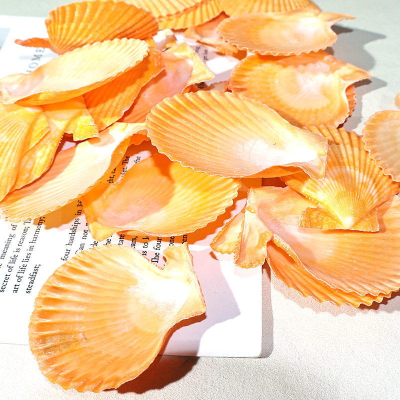 Meilleur coquille de pétoncle  - Marine Aquarium avis et prix