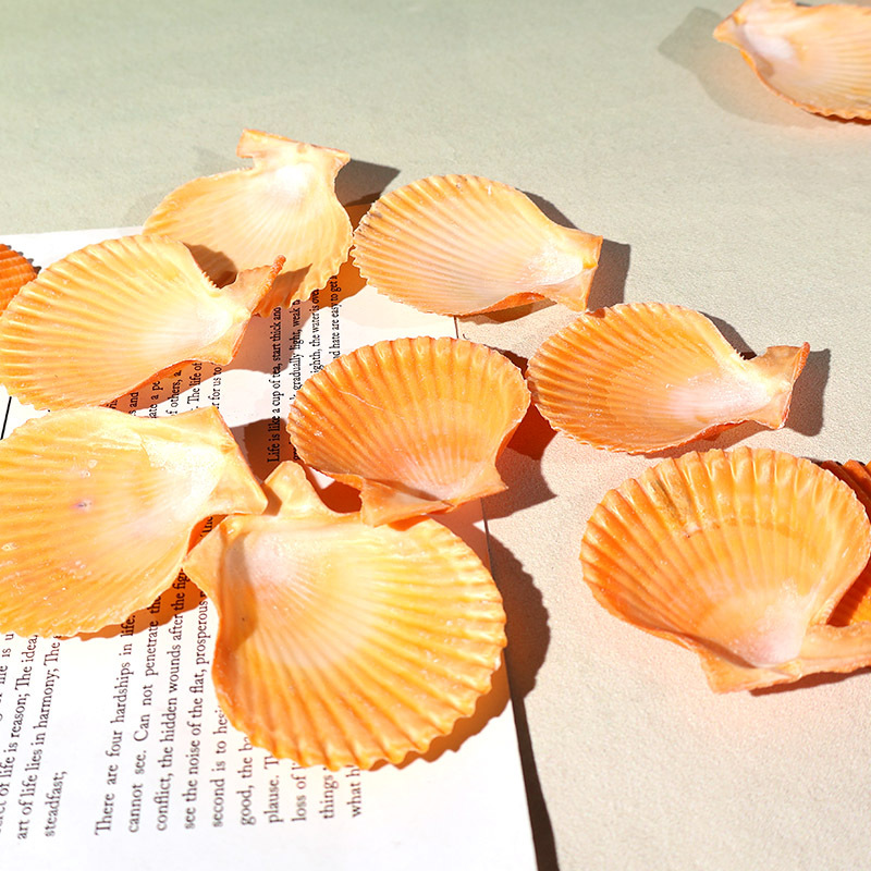 Meilleur coquille de pétoncle  - Marine Aquarium avis et prix
