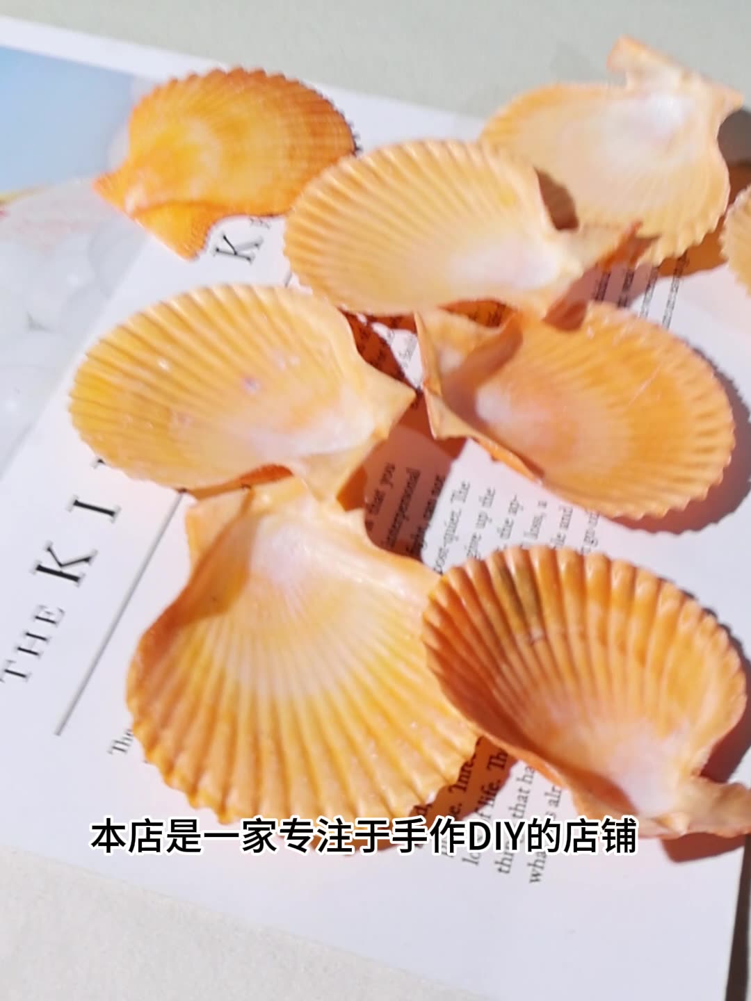 Meilleur coquille de pétoncle  - Marine Aquarium avis et prix