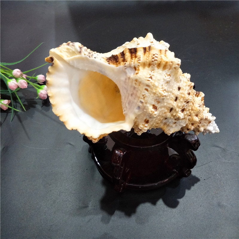 Tutufa bubo-coquille de grenou - Marine Fish Tank avis et prix