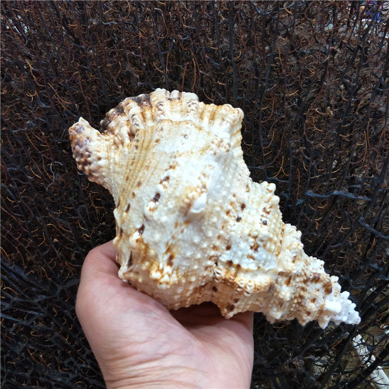 Tutufa bubo-coquille de grenou - Marine Fish Tank avis et prix