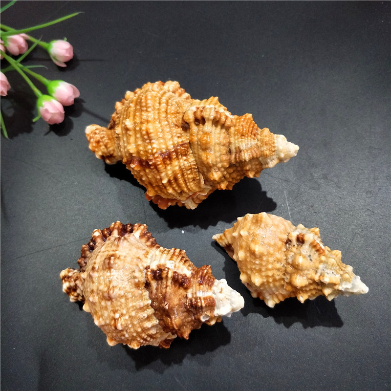 Tutufa bubo-coquille de grenou - Marine Fish Tank avis et prix